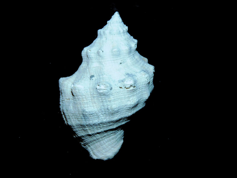 Stramonita caloosana 1 7/8” or 46.68mm. "Knobbed"#700515 - Click Image to Close