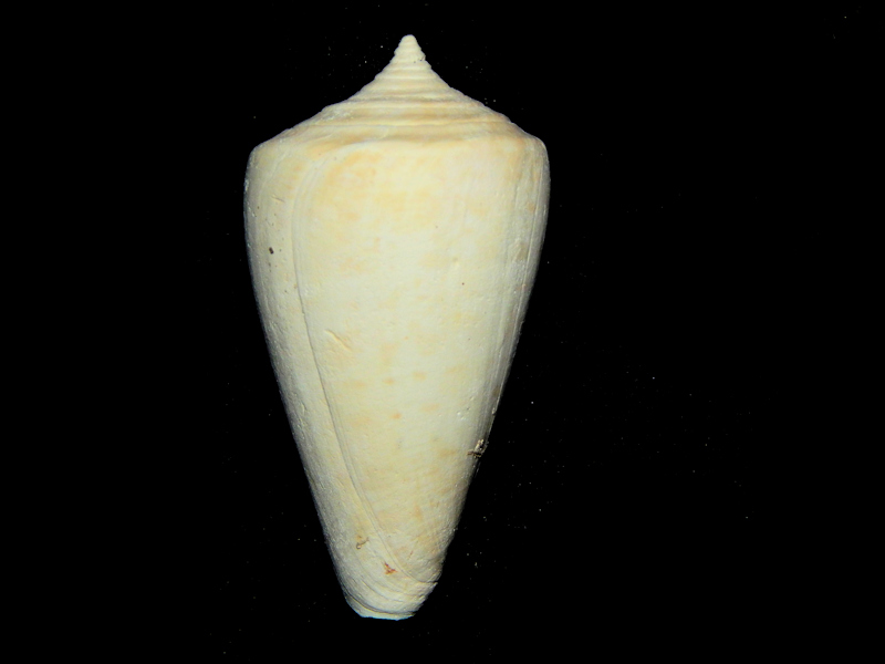 Lindaconus tuckeri 2 5/8”-Golden Gate Superb Rare-Lot#16574 Lindaconus tuckeri 2 5/8”-Golden Gate Superb Rare-Lot#16574