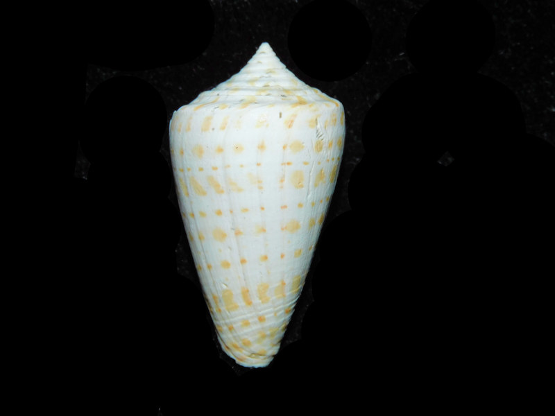 Lindaconus tuckeri 1 5/8” or 36.77mm. "Golden Gate Conidae LOT#17996 (image for) Lindaconus tuckeri 1 5/8” or 36.77mm. "Golden Gate Conidae LOT#17996