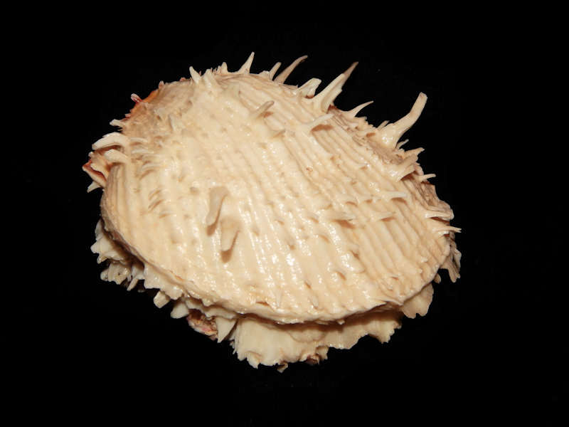 Spondylus americanus f.aurispinae 4 5/8”-Deep water-Lot#12121 - Click Image to Close