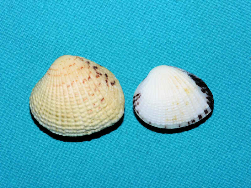 Gafrarium tumidum (2) 39.12mm & 33.20mm. Fiji #17429 Gafrarium tumidum (2) 39.12mm & 33.20mm. Fiji #17429