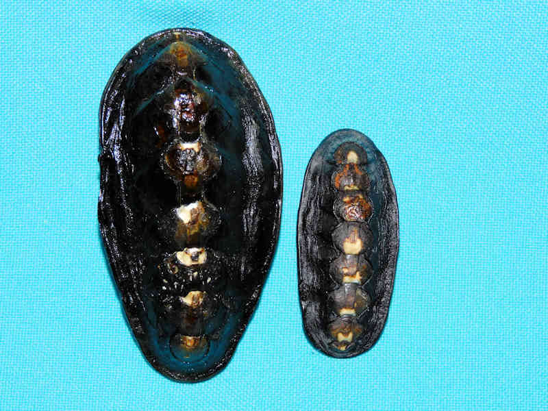 Katharina tunicata (2) 2 7/8" & 1 7/8" British Columbia #17245 Katharina tunicata (2) 2 7/8" & 1 7/8" British Columbia #17245
