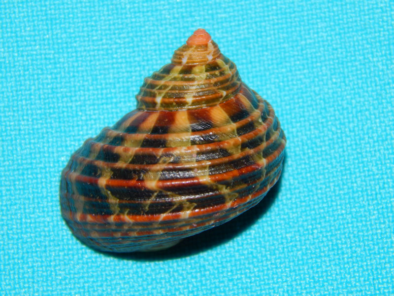 Turbinidae