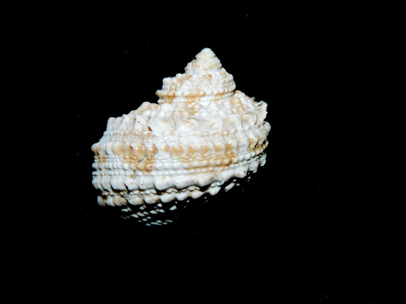 Turbo castanea f. ayersi 1 1/8" or 27.37 mm."Markings" #17348 Turbo castanea f. ayersi 1 1/8" or 27.37 mm."Markings" #17348
