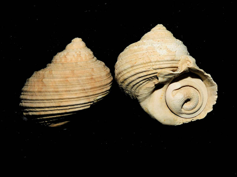 Turbo rhectogrammicus(2) 46.41mm &43.86mm wide insitu w/o#17044 Turbo rhectogrammicus(2) 46.41mm &43.86mm wide insitu w/o#17044