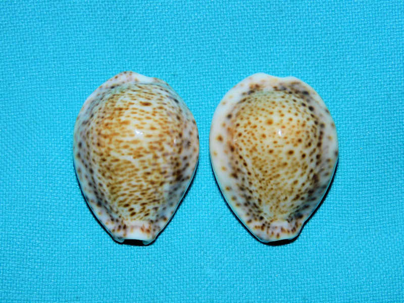 Naria turdus (2) 33.68mm & 32.54mm. Oman-Lot#16858 Naria turdus (2) 33.68mm & 32.54mm. Oman-Lot#16858