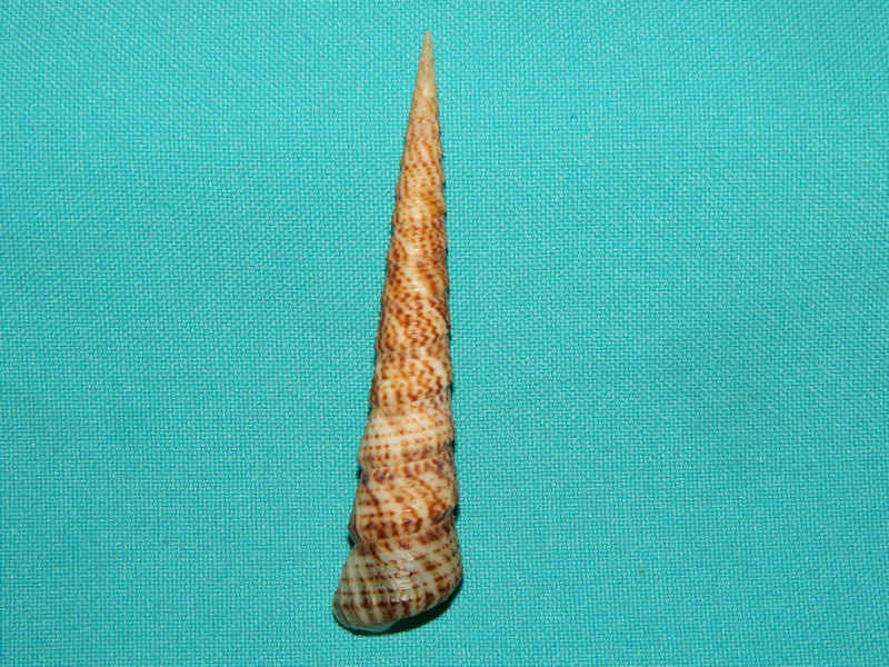 Turritella leucostoma 3 3/8”-West Mexico-Lot#16169 Turritella leucostoma 3 3/8”-West Mexico-Lot#16169