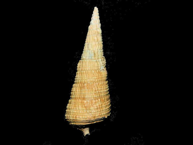 Cerithioclava turricula 2 5/8” or 63.68mm. "Golden Gate Rare" Lot#17879 (image for) Cerithioclava turricula 2 5/8” or 63.68mm. "Golden Gate Rare" Lot#17879