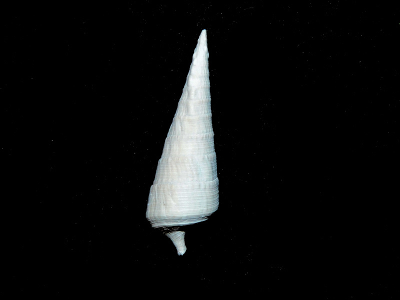 Cerithioclava turricula 1 3/4” or 49.30mm."Golden Gate"#17400 Cerithioclava turricula 1 3/4” or 49.30mm."Golden Gate"#17400