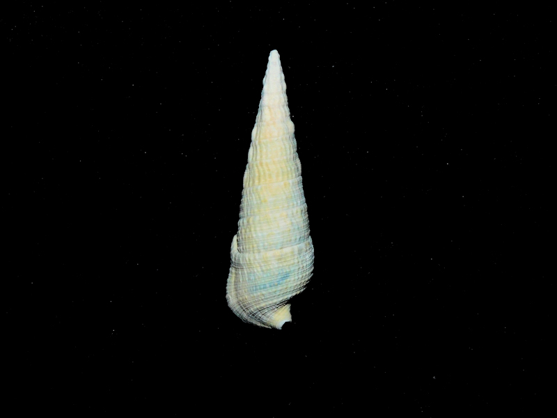 Certhioclava turricula 1 7/8” or 47.02mm"Golden Gate Rare"#17277 Certhioclava turricula 1 7/8” or 47.02mm"Golden Gate Rare"#17277