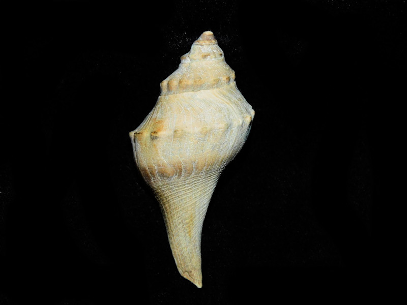 Turrifulgur fusiforme 2 5/8” or 63.89mm.St Mary's #900102 Turrifulgur fusiforme 2 5/8” or 63.89mm.St Mary's #900102