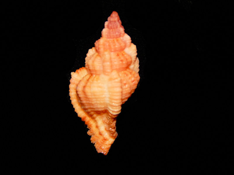 Chicomurex turschi 34.29mm.Rare South West Madagascar-Lot#12252 Chicomurex turschi 34.29mm.Rare South West Madagascar-Lot#12252