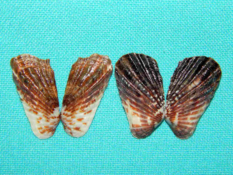 Carditamera affinis (2)-Guanacaste N.W. Costa Rica-Lot#14669 Carditamera affinis (2)-Guanacaste N.W. Costa Rica-Lot#14669
