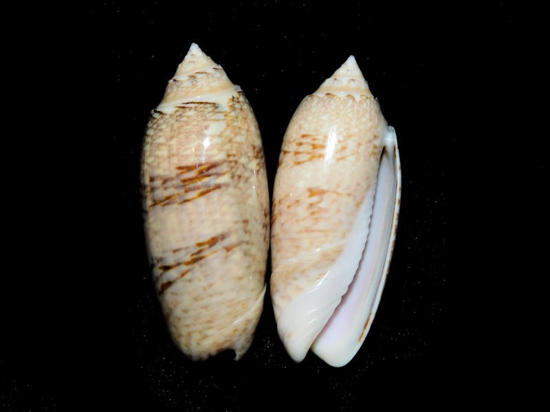 Americoliva sayana (2) 45.58mm & 44.40mm."Tampa Bay" #17694