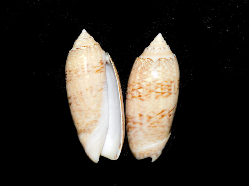 Americoliva sayana (2) 45.58mm & 44.40mm."Tampa Bay" #17694