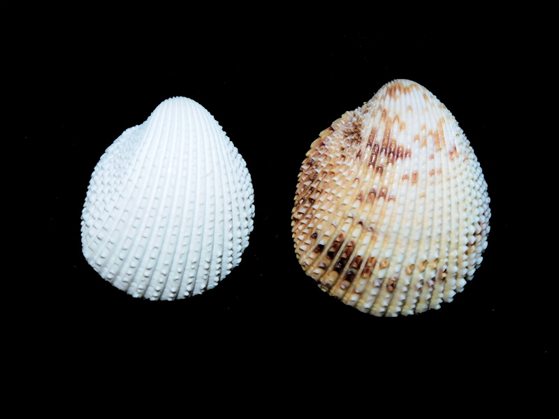 Trachycardium egmontianum (2) 1 7/8” & 1 3/4" (Albino)#17239 Trachycardium egmontianum (2) 1 7/8” & 1 3/4" (Albino)#17239