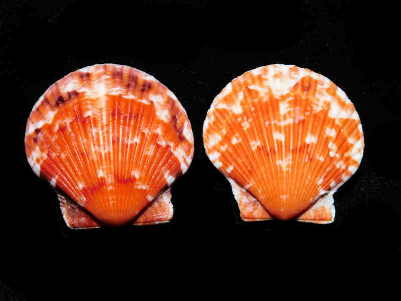 Argopecten gibbus (2) 37.37mm & 37.20mm."Gorgeous Sanibel Oranges" LOT#17992 (image for) Argopecten gibbus (2) 37.37mm & 37.20mm."Gorgeous Sanibel Oranges" LOT#17992