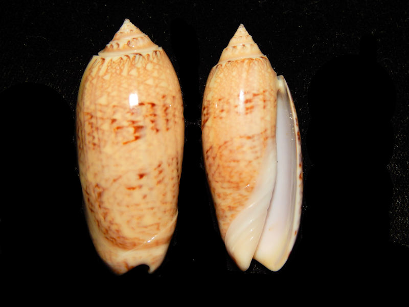 Americoliva sayana (2) 1 7/8” & 1 7/8"-Tampa Bay Lot#15652 Americoliva sayana (2) 1 7/8” & 1 7/8"-Tampa Bay Lot#15652