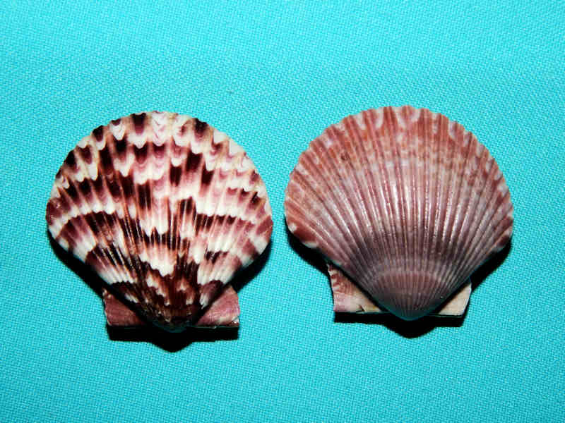 Argopecten circularis (2) 1 3/4” & 1 3/4"-West Mexico-Lot#16300 Argopecten circularis (2) 1 3/4” & 1 3/4"-West Mexico-Lot#16300