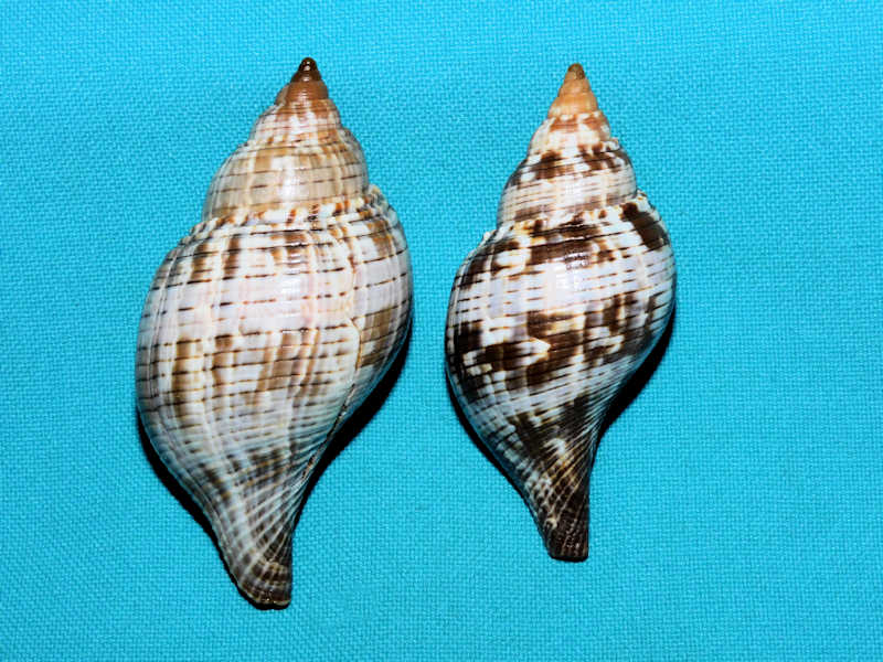 Fasciolaria tulipa (2) 70.09mm & 62.80mm. w/o "Sanibel"#17291 Fasciolaria tulipa (2) 70.09mm & 62.80mm. w/o "Sanibel"#17291
