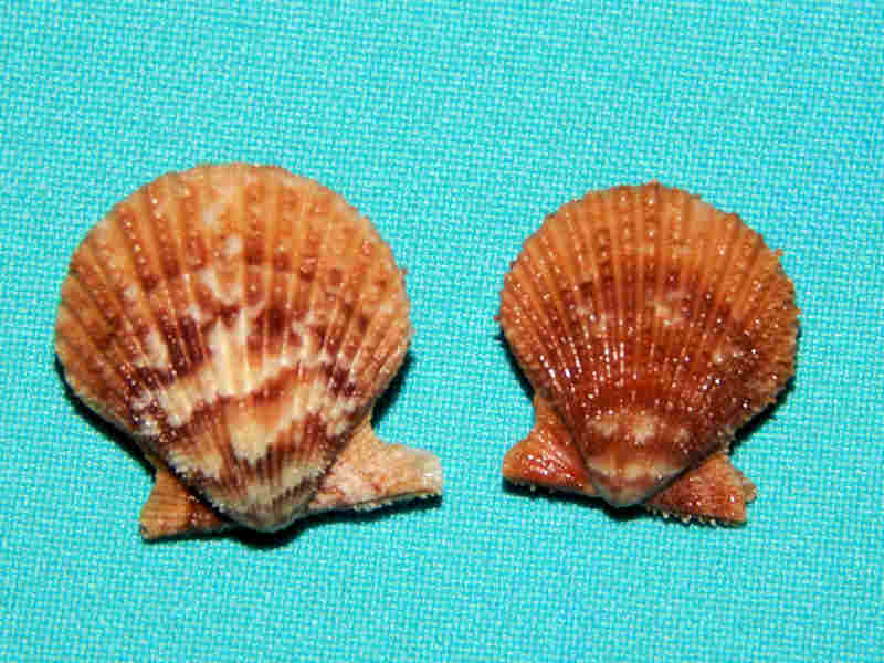 Lindapecten muscosus(2) 1” & 1 1/8” -Key West-Lot#12912 Lindapecten muscosus(2) 1” & 1 1/8” -Key West-Lot#12912