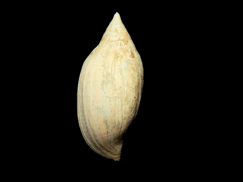 Volutidae : Florida Seashells and Fossils|, Specimen Shells and Fossil ...