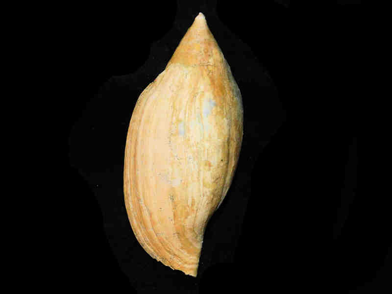 Volutifusus typus 5 7/8”-or 148.56mm."Great Lee Creek" LOT#17887 (image for) Volutifusus typus 5 7/8”-or 148.56mm."Great Lee Creek" LOT#17887