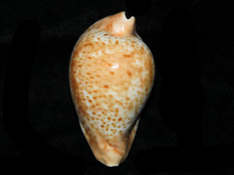 Umbilia hesitata hesitata 3 ½” or 86.11mm."Bass Straits Superb"LOT#901250JB (image for) Umbilia hesitata hesitata 3 ½” or 86.11mm."Bass Straits Superb"LOT#901250JB