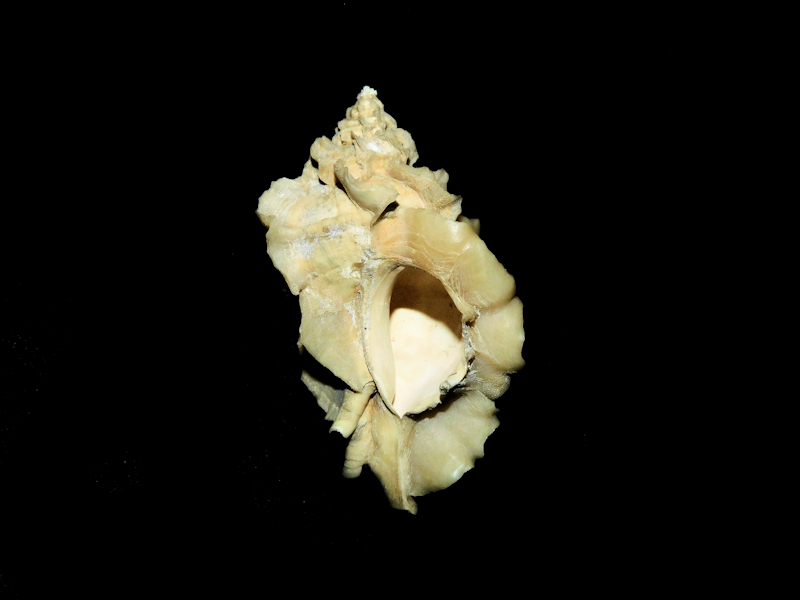Pterorhytis umbrifer 1 7/8” or 47.08mm. "Ultra-Rare"#700396