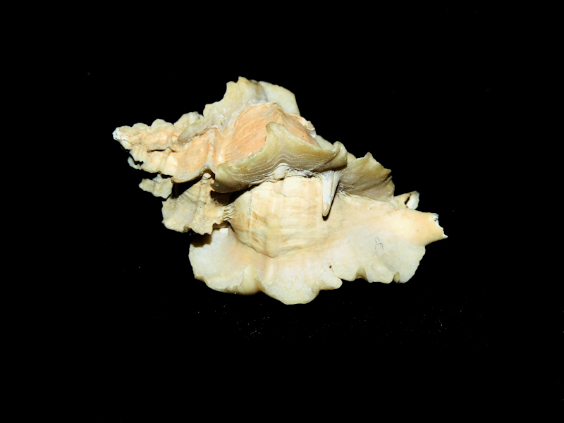Pterorhytis umbrifer 1 7/8” or 47.08mm. "Ultra-Rare"#700396