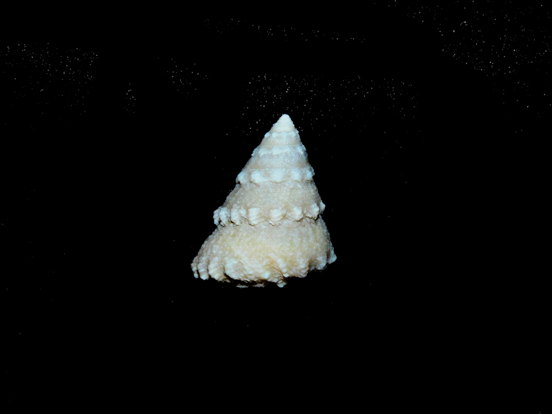 Astraea (Lithopoma) sp. 24.17mm Undescribed #17281