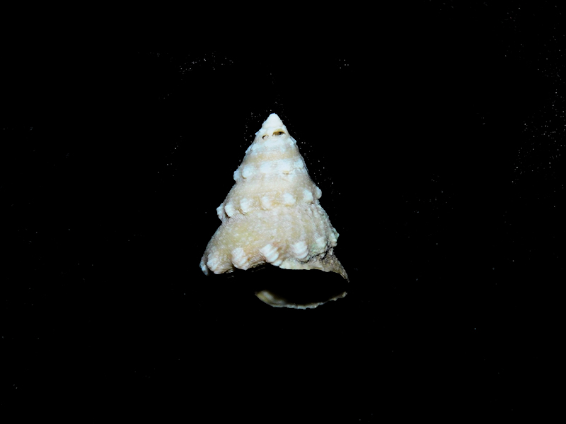 Astraea (Lithopoma) sp. 24.17mm Undescribed #17281 - Click Image to Close
