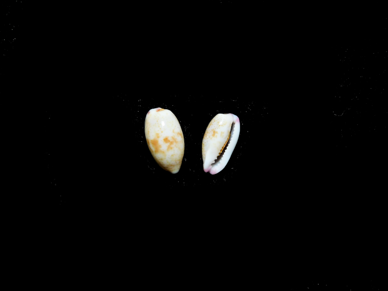 Purpuradusta fimbriata unifasciata (2) 10.30mm & 9.46mm.#17333 - Click Image to Close