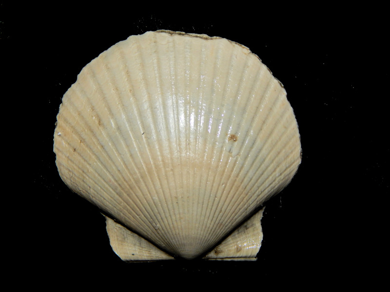 Carolinapecten urbannaensis 1 7/8” -Bayshore Formation Lot#16239 - Click Image to Close