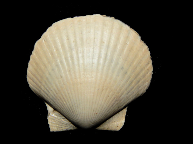 Carolinapecten urbannaensis 1 7/8” -Bayshore Formation Lot#16239 - Click Image to Close