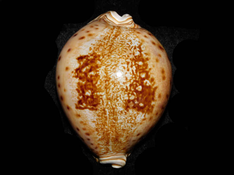 Leporicypraea valentia 3 5/8” or 90.78mm."Superb Rare" LOT#901218JB (image for) Leporicypraea valentia 3 5/8” or 90.78mm."Superb Rare" LOT#901218JB