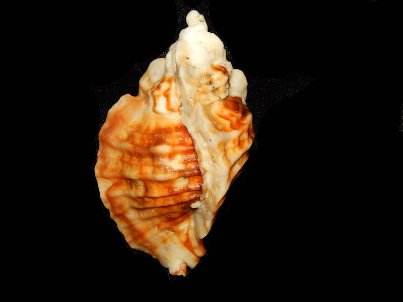 Ceratostoma foliatum 3 ¼”-EX-LG-Vancouver Isl-Lot#12392 Ceratostoma foliatum 3 ¼”-EX-LG-Vancouver Isl-Lot#12392