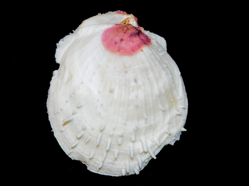 Spondylus varians 5 ½” or 160.95mm. "Large"#700044 Spondylus varians 5 ½” or 160.95mm. "Large"#700044