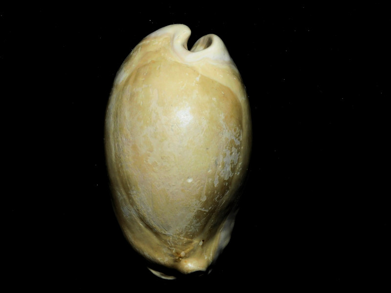 Akleistostoma floridana 3 ¼” or 79.59mm."Rare Variant"#800208