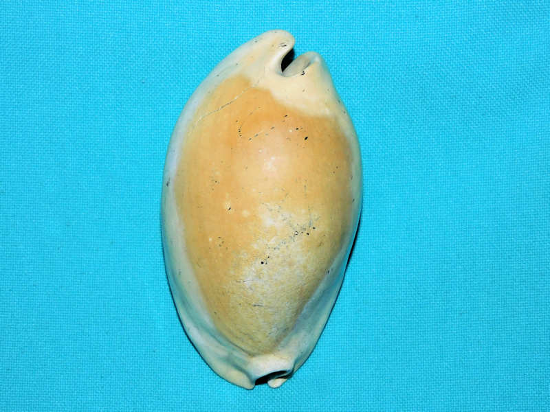 Akleistostoma juliagardnerae 3 3/8” or 83.20mm "Variant"#600185 Akleistostoma juliagardnerae 3 3/8” or 83.20mm "Variant"#600185