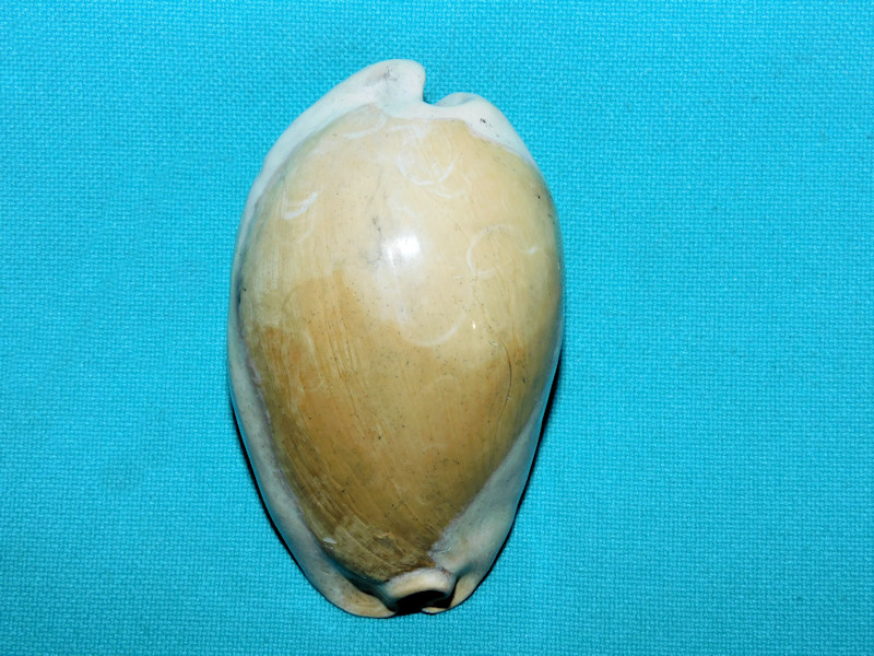 Akleistostoma patula 2 ¾” or 68.77mm."Variant"#17020 Akleistostoma patula 2 ¾” or 68.77mm."Variant"#17020