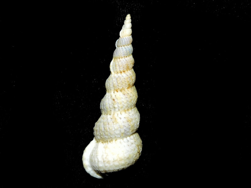 Circostrema varicosa 2 3/8” or 57.75mm.w/o "lovely" #700443 Circostrema varicosa 2 3/8” or 57.75mm.w/o "lovely" #700443