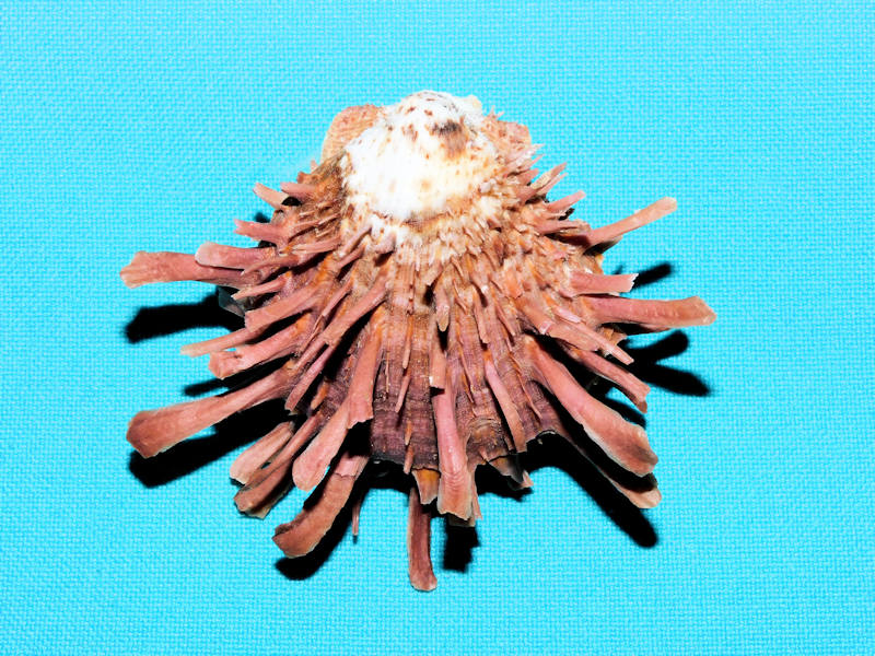 Spondylus variegatus 2 ½” or 60.29mm.'Superb" #700028