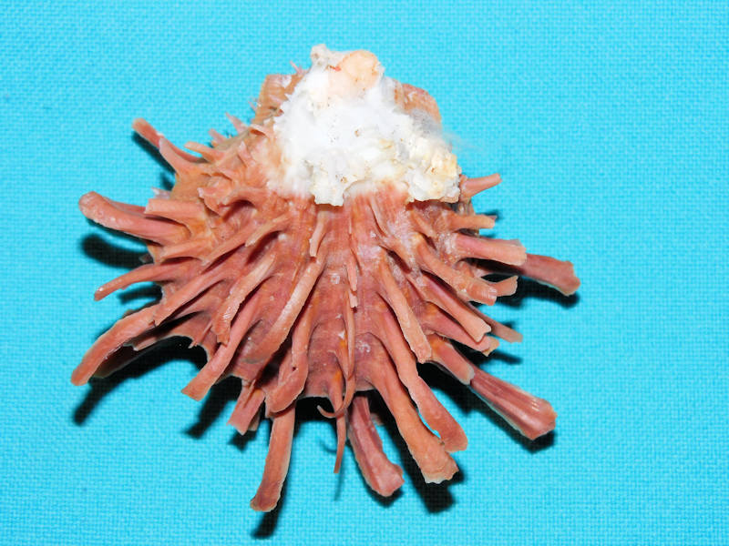 Spondylus variegatus 2 ½” or 60.29mm.'Superb" #700028