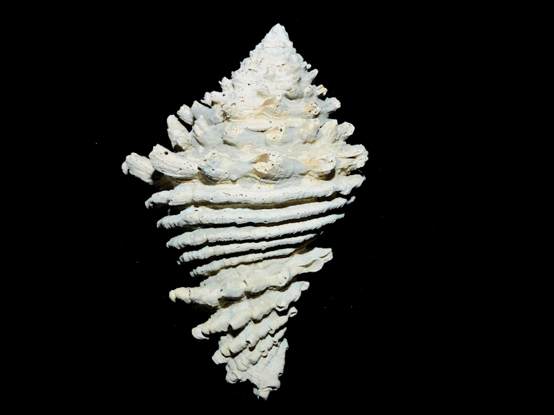 Hystrivasum chilesi 4 1/4" or 103.61mm.Golden Gate #17013 Hystrivasum chilesi 4 1/4" or 103.61mm.Golden Gate #17013