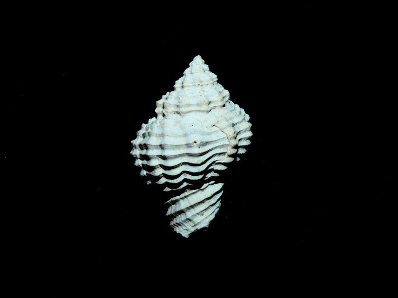 Solenosteira (Hanetia) vaughani 1 1/4” or 31.80mm.#17411 Solenosteira (Hanetia) vaughani 1 1/4” or 31.80mm.#17411