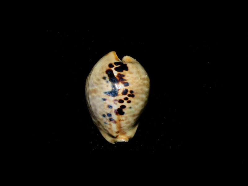 Muracypraea mus 1 3/8” or 33.38mm."Venezuela" #700220 Muracypraea mus 1 3/8” or 33.38mm."Venezuela" #700220