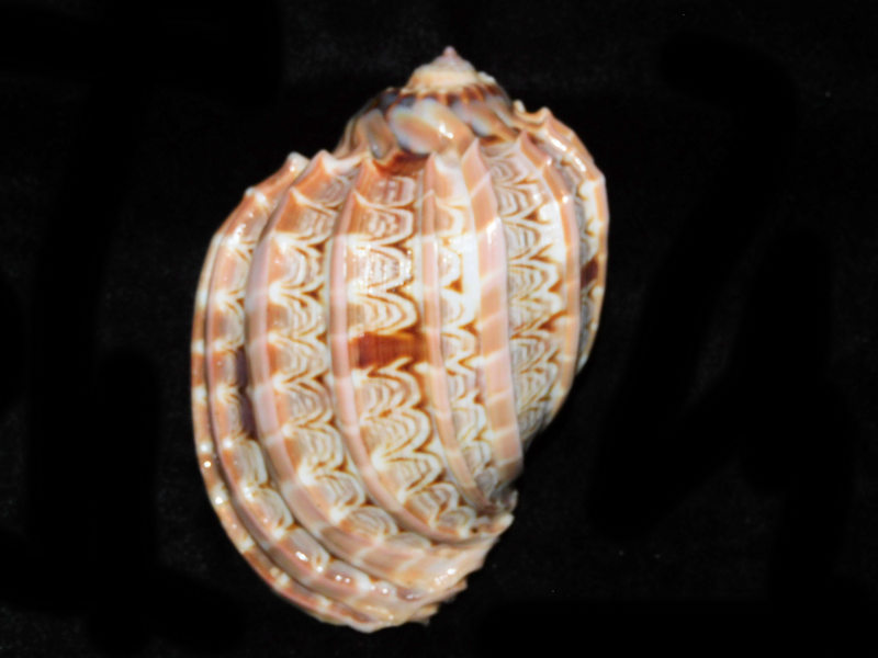 Harpa cabriti 3 7/8” or 99.63mm. "Very Large" #700401 Harpa cabriti 3 7/8” or 99.63mm. "Very Large" #700401