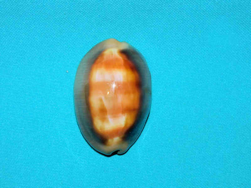 Lyncina ventriculus 1 7/8” or 48.13mm. "Lovely"#700881 Lyncina ventriculus 1 7/8” or 48.13mm. "Lovely"#700881