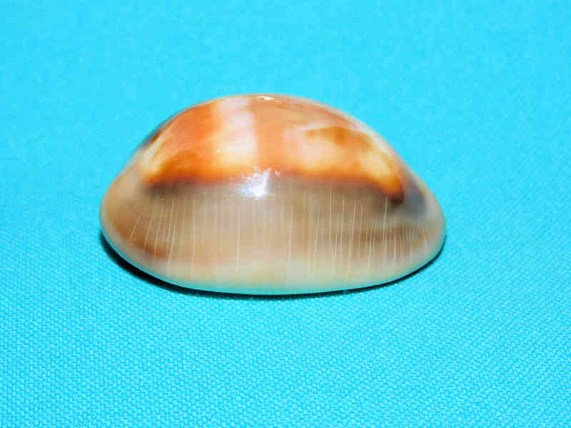 Lyncina ventriculus 1 7/8” or 48.13mm. "Lovely"#700881 - Click Image to Close